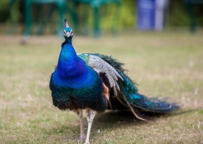 Vibrant peacock standing proudly on green grass in wedding garden venue.