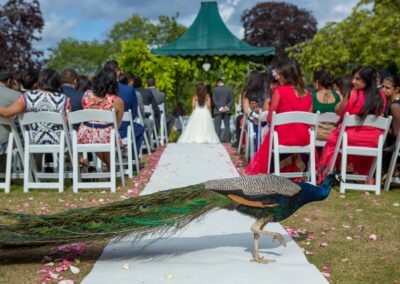 Peacock walking along wedding aisle as guests watch couple at altar.